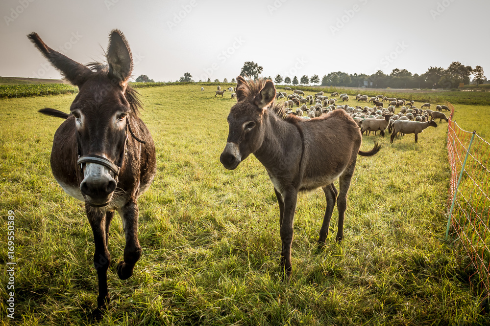 Fototapeta premium Schafe und Esel