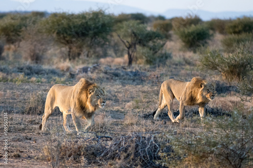 Wild lion hunting
