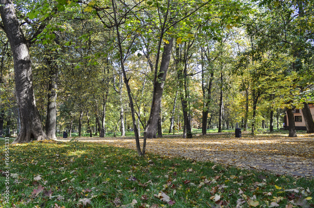 Naklejka premium Trees in an autumn park.