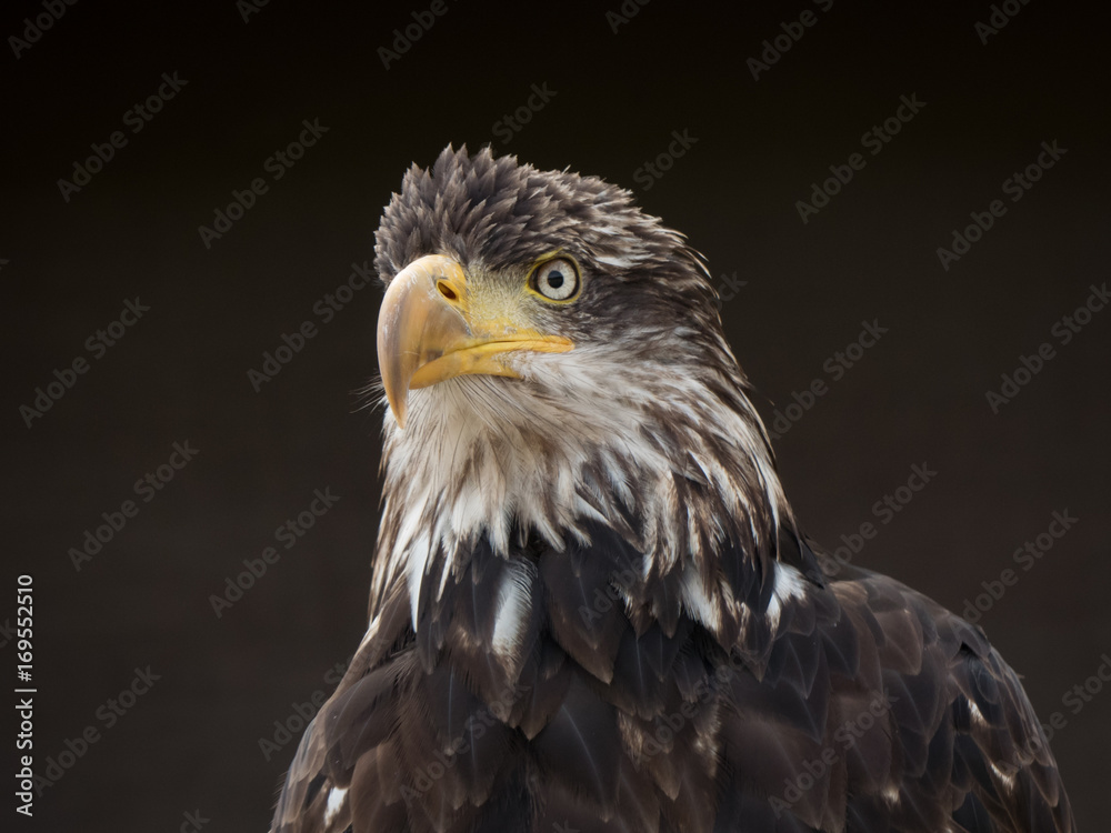 Obraz premium portrait of an eagle