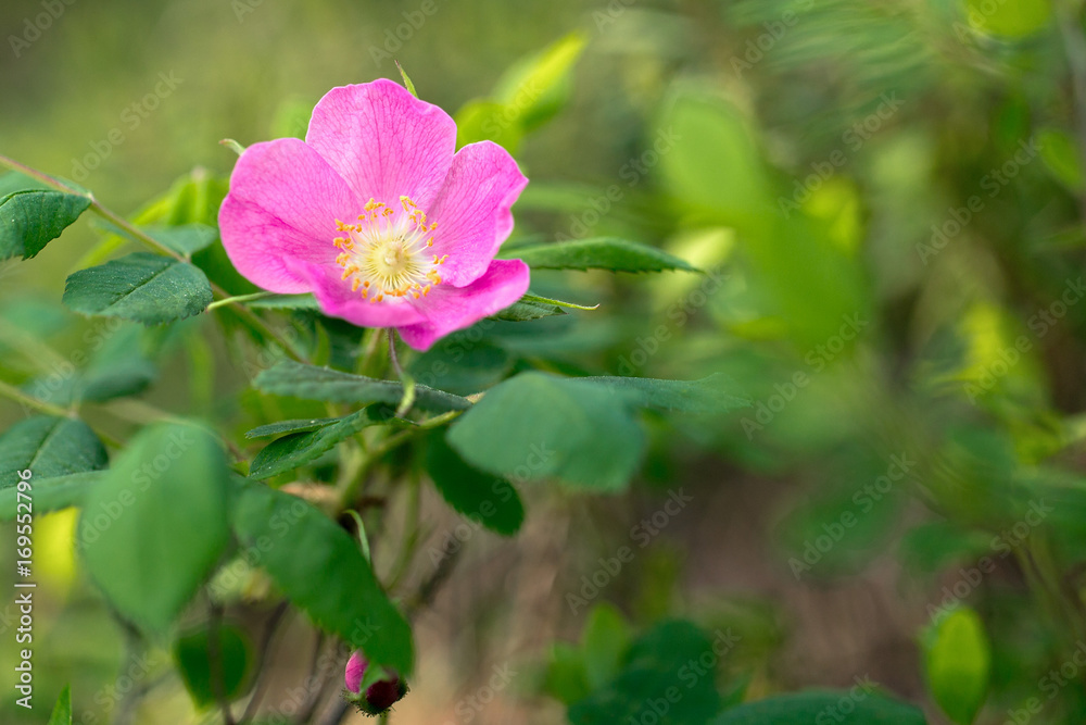 greek nature macro magreek nature macro macro buryatia irkutsk river vitim taigacro buryatia irkutsk river vitim taiga greek nature macro magreek nature macro macro buryatia irkutsk river vitim taigacro buryatia irkutsk river vitim taiga
