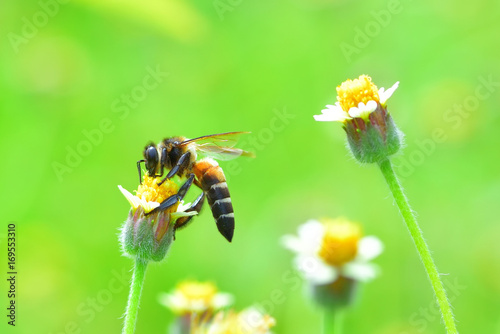 a Bee perched on the beautiful flower © wirakorn