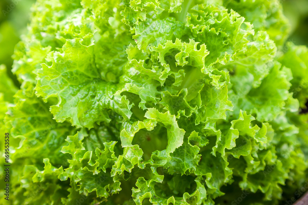 Fresh green salad lettuce