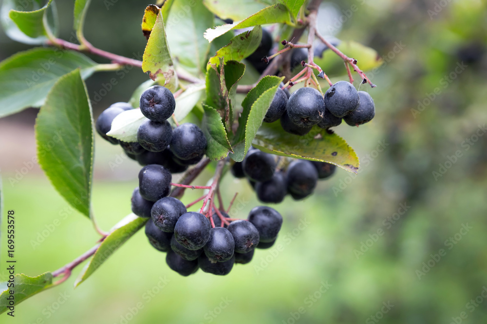 A bunch of black chokeberry (aronia). A bunch of black chokeberry (aronia).