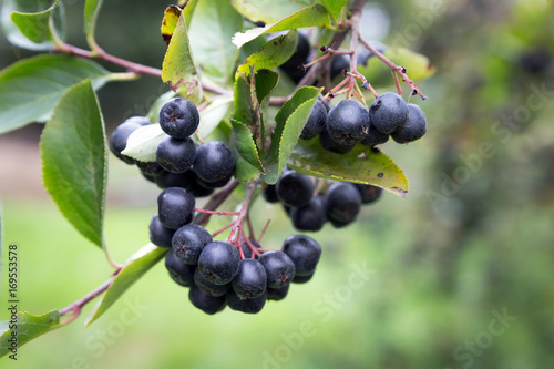 A bunch of black chokeberry (aronia).