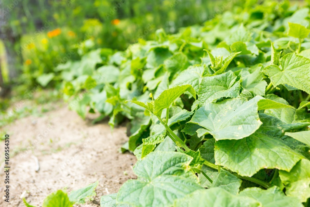 Cucumbers bushes growing in vegetable garden Cucumbers bushes growing in vegetable garden