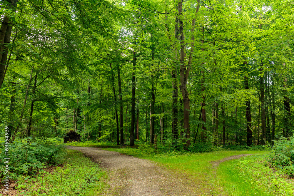 Waldweg Waldweg