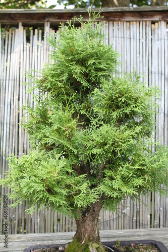Bonsai Lebensbaum