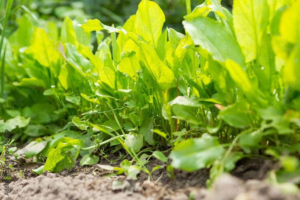 Sorrel growing in garden Sorrel growing in garden