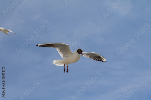 Zwartkopmeeuw - Blackheaded Seagull flying