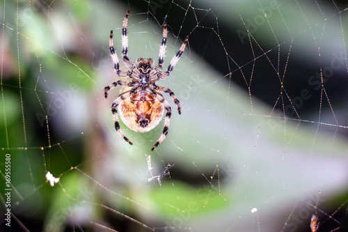 Big Spider sits on the web waiting for prey