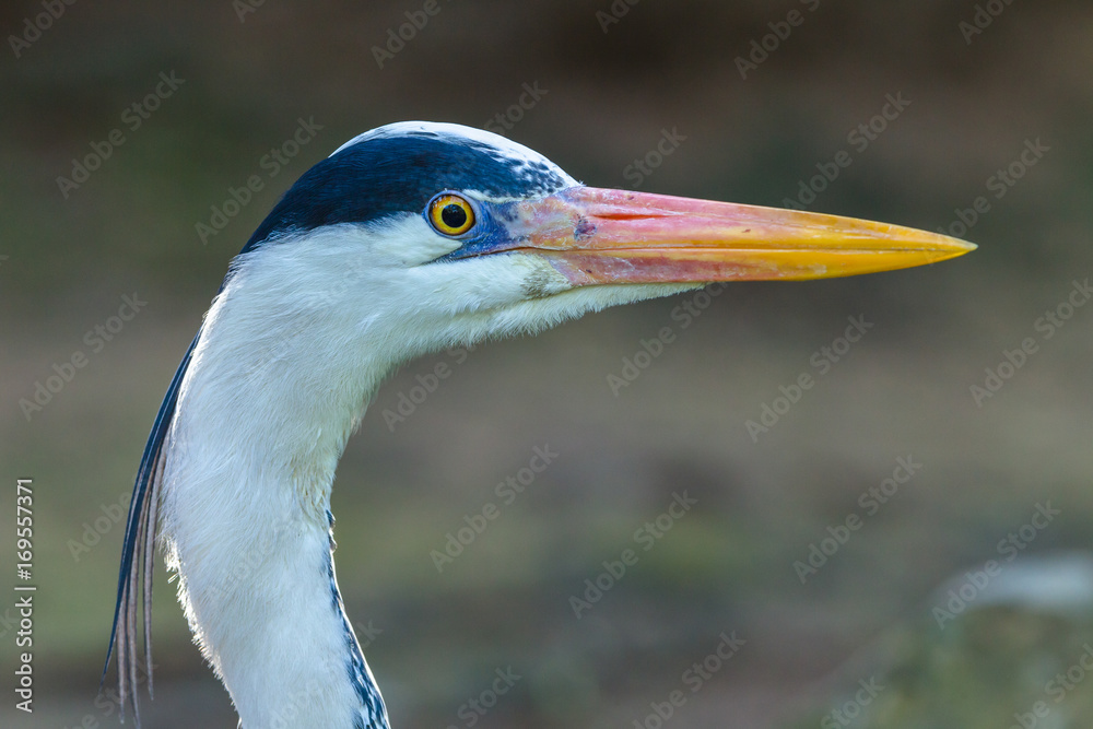 Grey Heron Bird Head