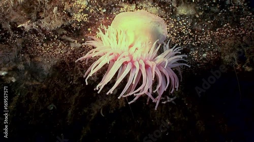 Anemone actinia close up underwater on seabed of White Sea. Unique amazing beautiful macro video. Marine life on background of pure clear clean water. photo