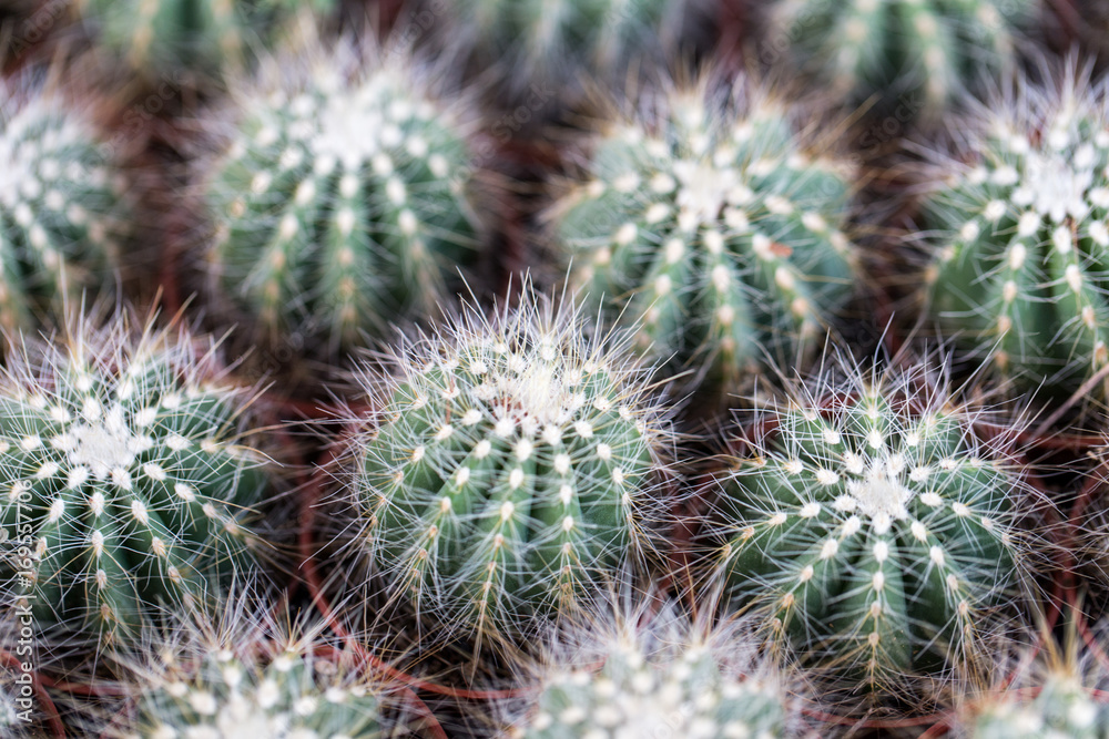 Close up thorns of cactus, Backgrounds of Cactus. Close up thorns of cactus, Backgrounds of Cactus.
