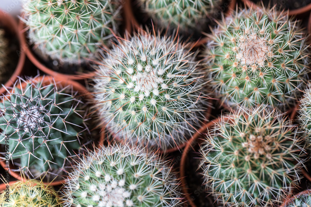 Close up thorns of cactus, Backgrounds of Cactus.