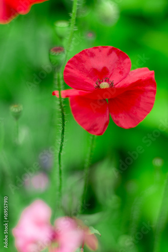 red poppy - roter Mohn