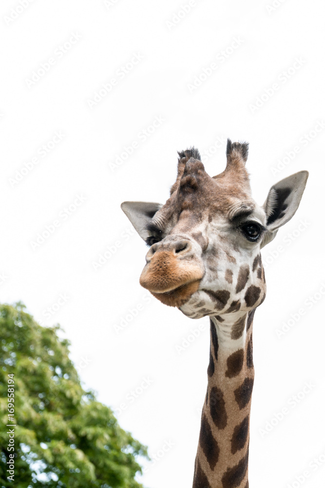 Obraz premium Close-up of a gorgeous giraffe face with blurred trees in the background 