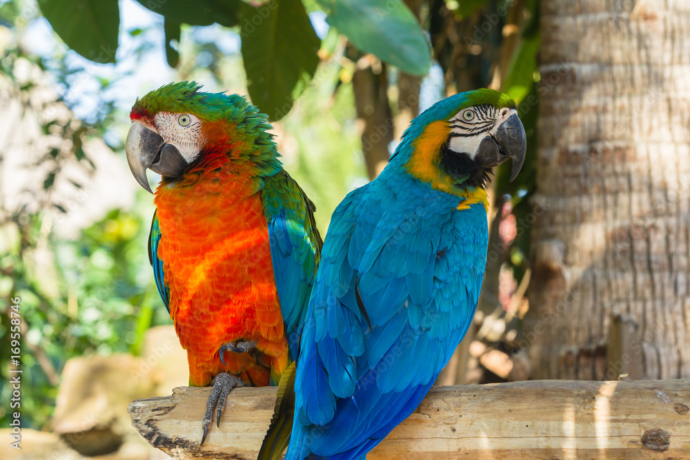 Tropical Cockatoo Birds Parrot