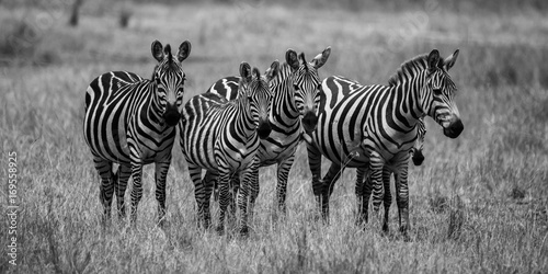 Five Zebras