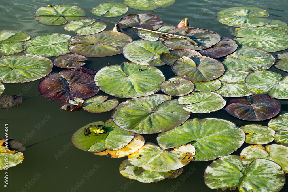 Frog and waterlily leaf in Danube Delta, Romania, in a summer day Frog and waterlily leaf in Danube Delta, Romania, in a summer day