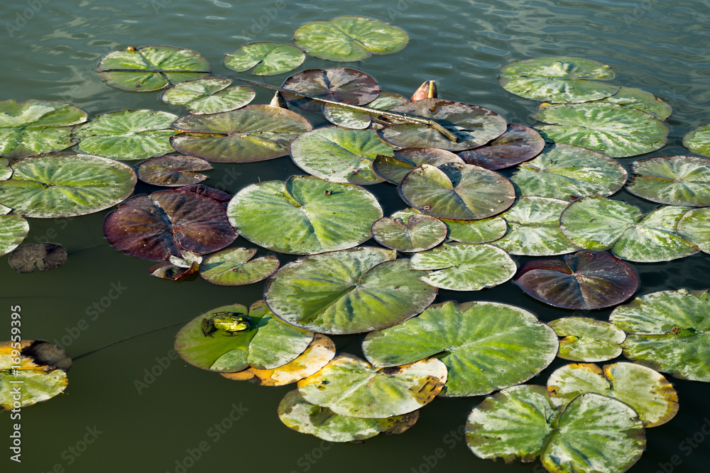 Frog and waterlily leaf in Danube Delta, Romania, in a summer day Frog and waterlily leaf in Danube Delta, Romania, in a summer day