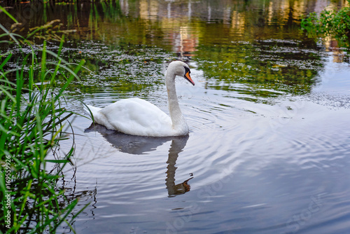 Swan in the Avon River