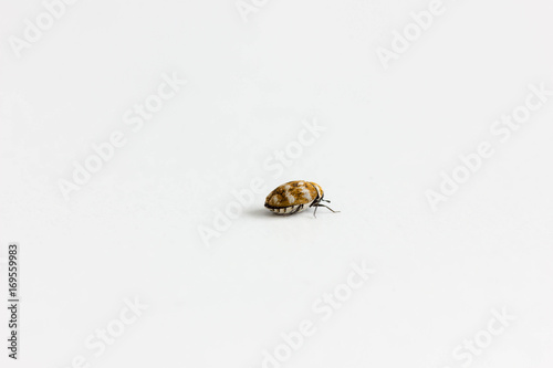 dermistid beetle (Trogoderma angustum) walking alone on white background photo