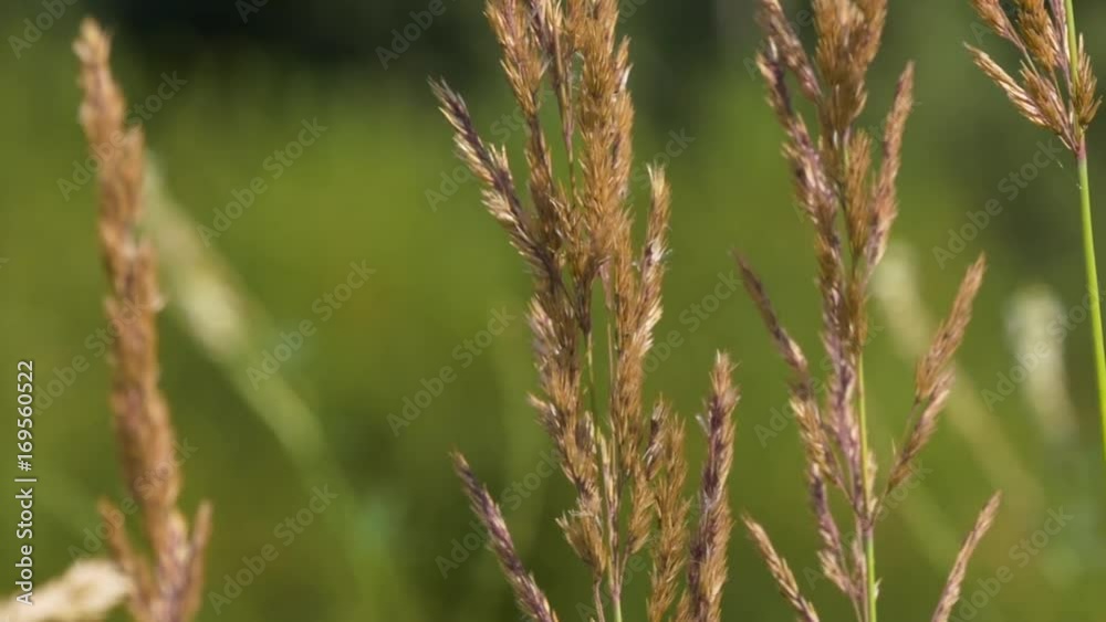 Field Of Grass Swaying Of Wind Slowmotion