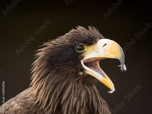 portrait of an eagle