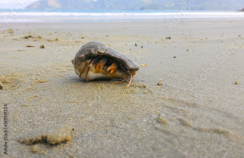 A crab hidden in the shell