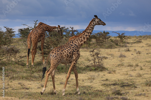 Giraffe in The Ngorongoro Crater - Tanzania © Radek