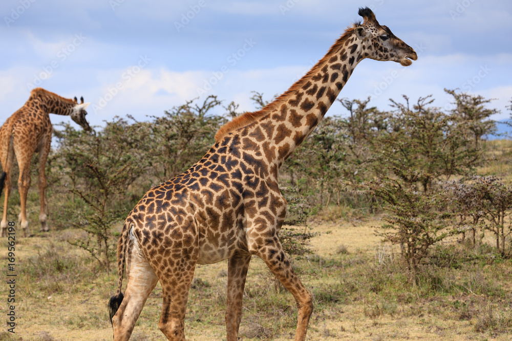 Giraffe in The Ngorongoro Crater - Tanzania