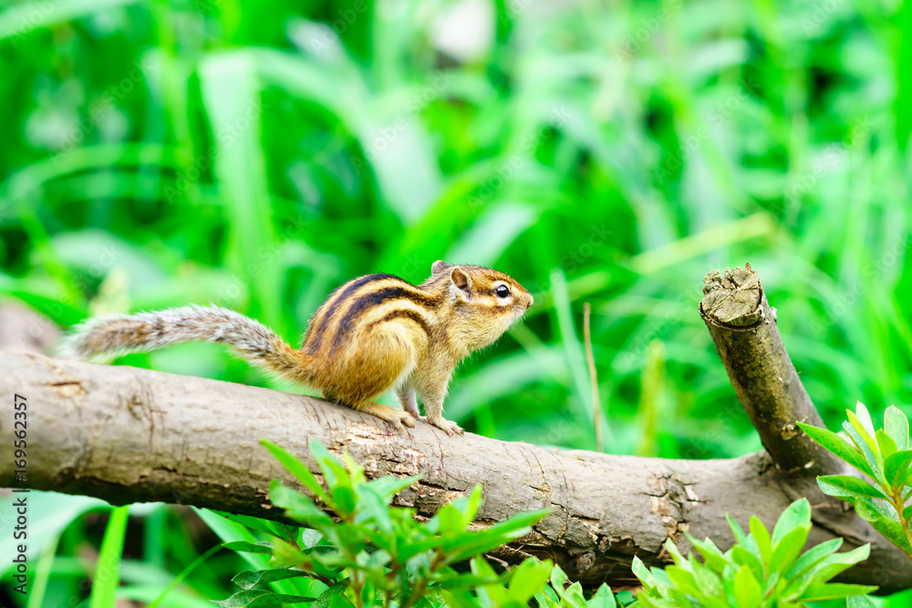 Obraz premium りす物語