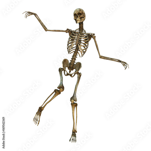 3D Rendering Human Skeleton on White