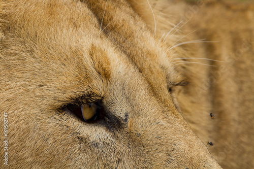 Lion in The Ngorongoro Crater - Tanzania © Radek