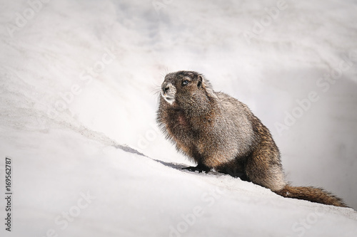 Yellow-bellied Marmot surfacing from it's burrow in the snow (Mount Rainier National Park)