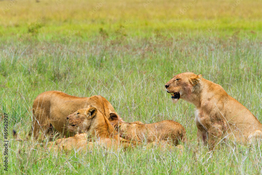 Group of lions in The Ngorongoro Crater - Tanzania Group of lions in The Ngorongoro Crater - Tanzania