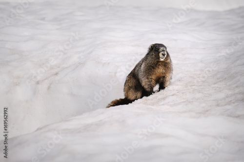 Yellow-bellied Marmot surfacing from it's burrow in the snow (Mount Rainier National Park)