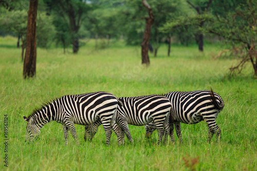 Group of zebras under baobab tree in Tarangire National Park - Tanzania