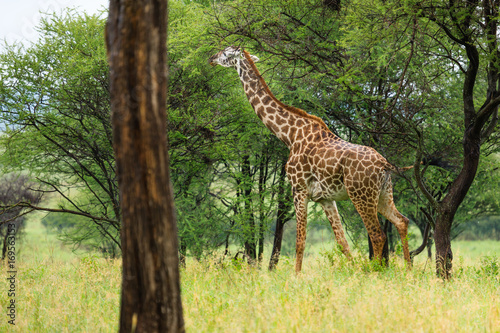 Giraffe in Tarangire National Park - Tanzania