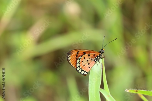 Butterfly © oilslo