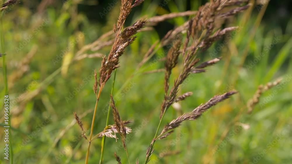 Field Of Grass Swaying Of Wind Slowmotion Field Of Grass Swaying Of Wind Slowmotion