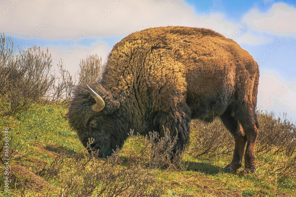 Buffalo Grazing Buffalo Grazing