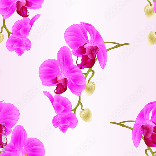 Seamless texture beautiful  Orchid purple Phalaenopsis stem with flowers and  buds closeup  vintage  vector editable illustration hand draw