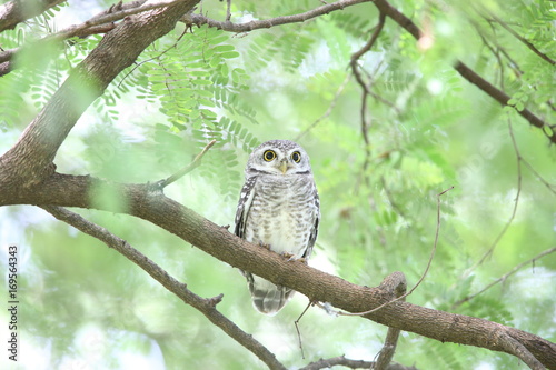 Spotted owlet (Athene brama) in Khao Yai National Park, Thailand  