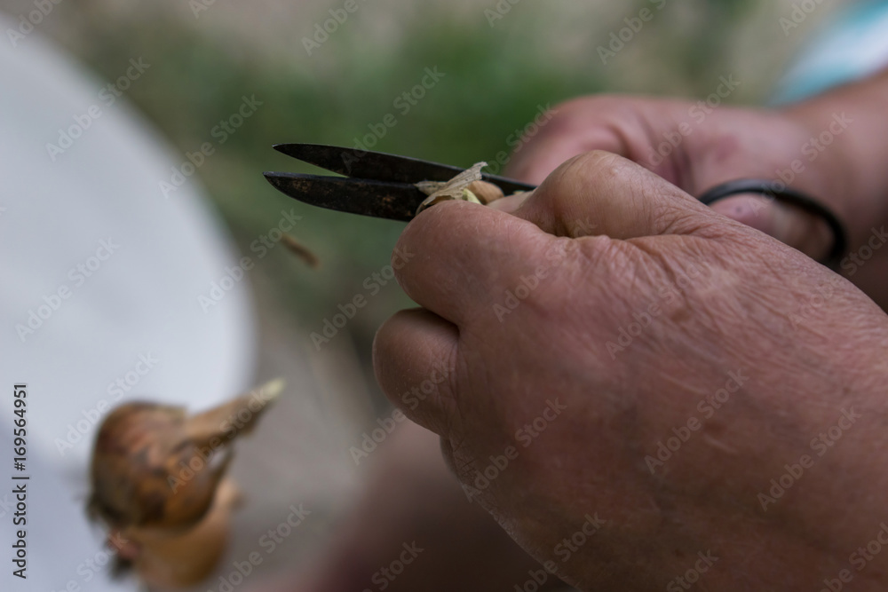 Close-up of the hands of a woman cleaning ripe onions. Concept farming. Shallow depth of focus.
