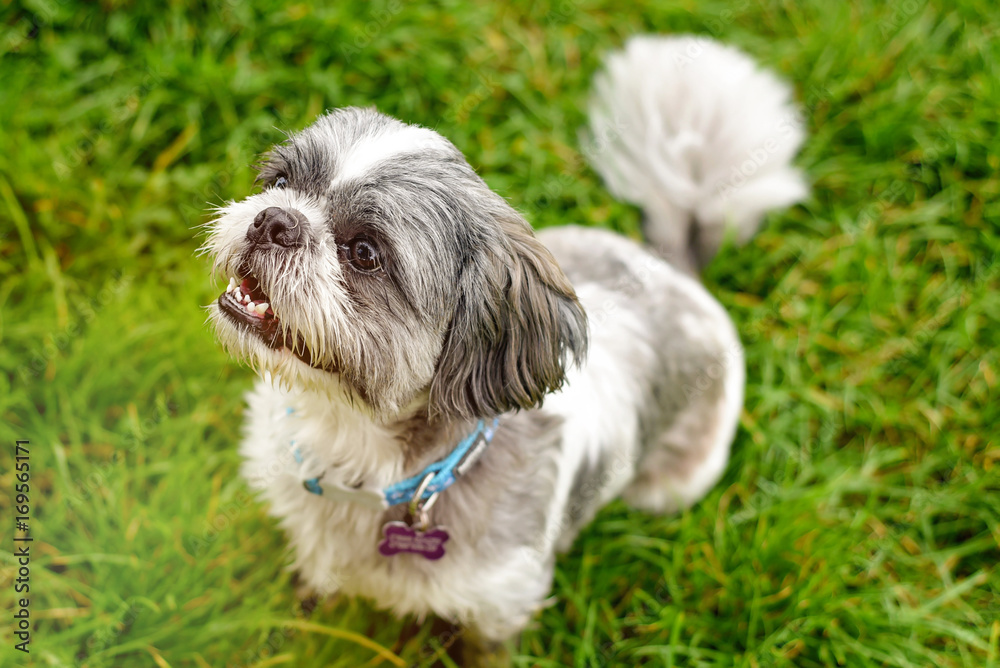 Shih tzu sitting in park Shih tzu sitting in park