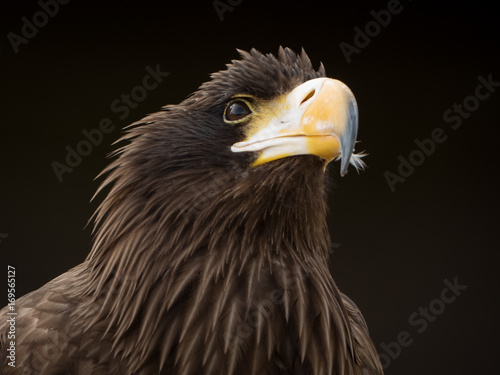 portrait of an eagle © klickit24