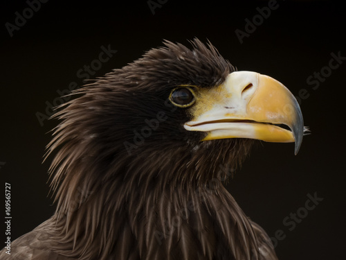 portrait of an eagle