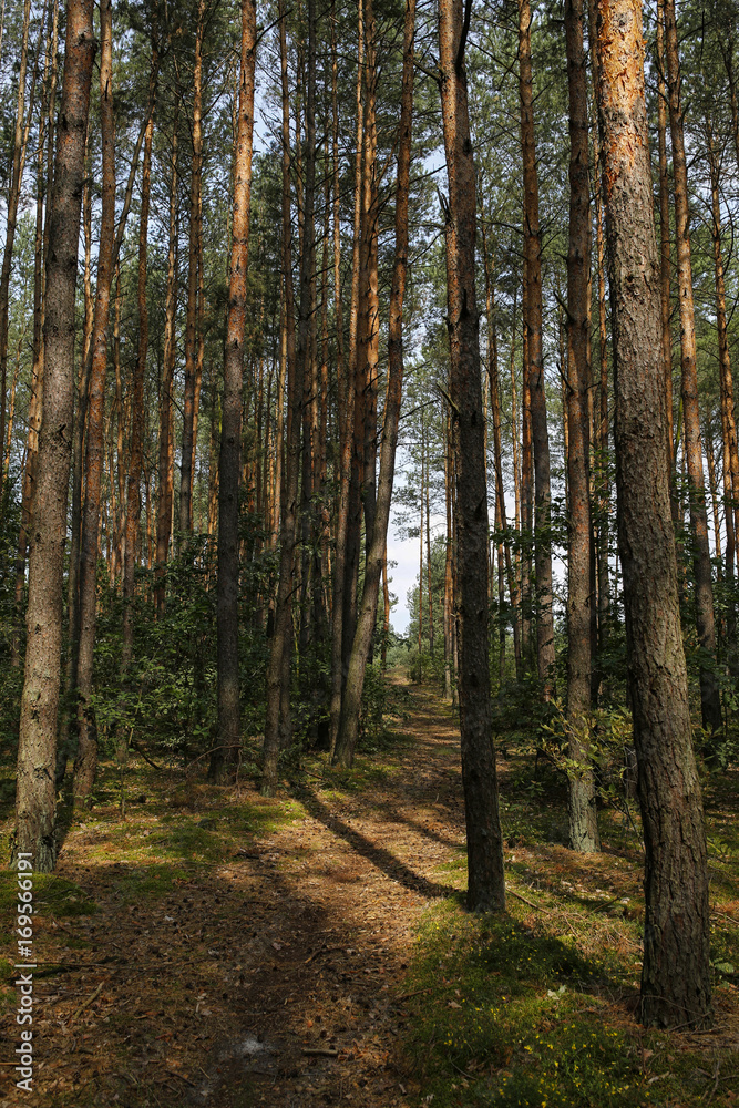 path in coniferous forest with beautiful sunlight